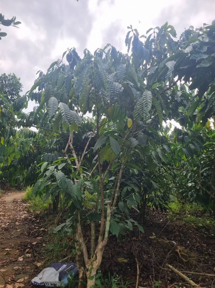 Đất nền 720m² tại xã Tân Lạc, Bảo Lâm - Giá 1.65 tỷ, đầu tư sinh lời!