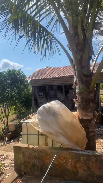 Farm đẹp 2,4ha tại Quy Nhơn giá 5 tỷ - Đầu tư lý tưởng!