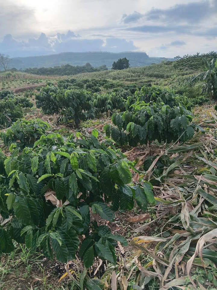 Lô đất Farm Đan Phượng 14,400m² giá 1.1 tỷ - Đầu tư sinh lời cao!