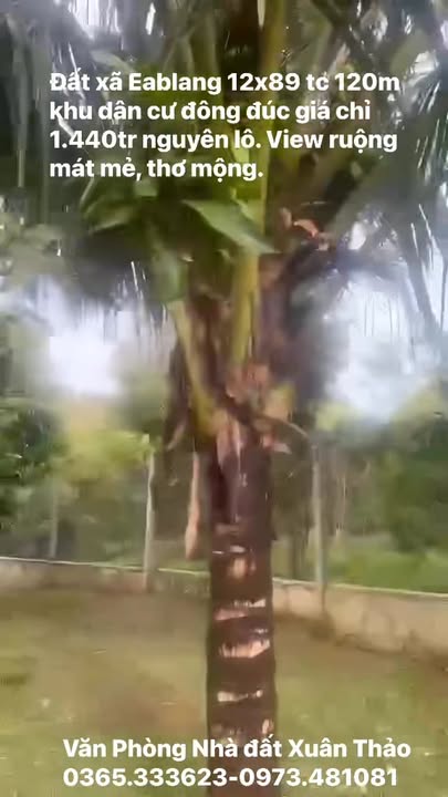 Đất nền 1068m² xã Ea Drông, Buôn Hồ giá 1.44 tỷ - Đầu tư tiềm năng