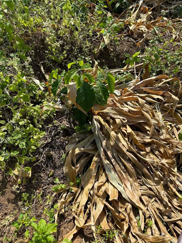 Đất nông nghiệp Thôn 6a, Xã Ea Siên 1332m² giá 600 triệu - Sổ đỏ chính chủ!