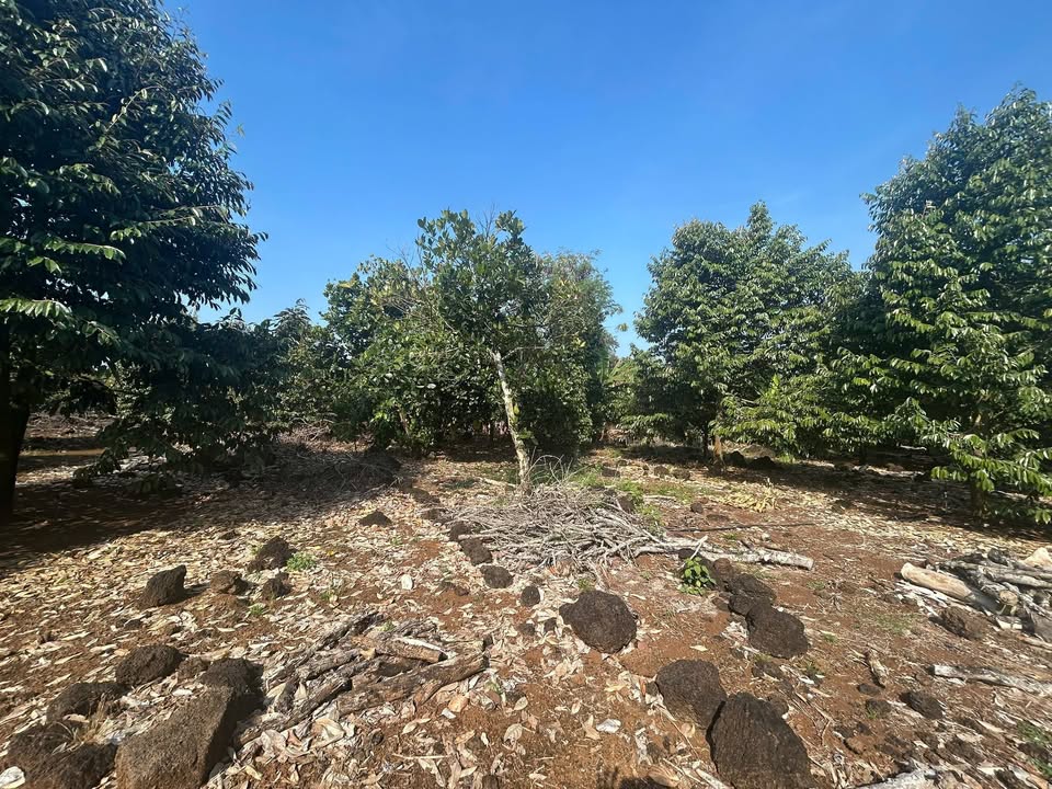 Đất Farm 20520m² tại Phú Lộc - Giá 2.052 tỷ - Đầu tư sinh lời lý tưởng!