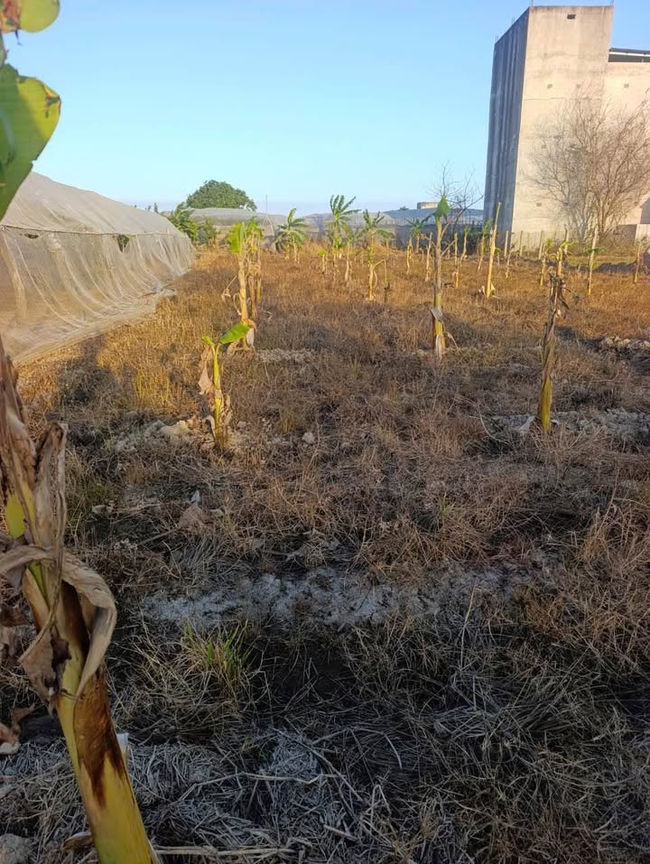 Đất nền Phước Thuận 725m² giá 370 triệu - Đường ô tô vào tận nơi!