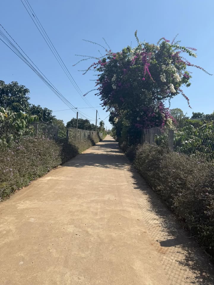 Đất nền 176m² Xã Tân Hội, Huyện Đức Trọng giá 650 triệu - Đầu tư sinh lời ngay!