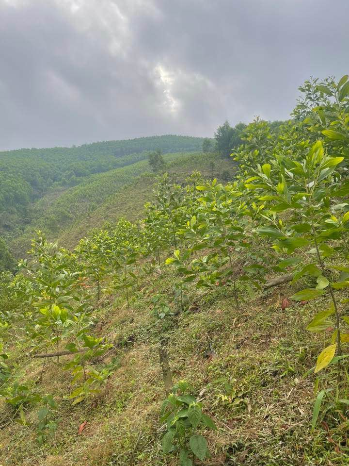 Đất rừng sản xuất 9ha tại Sơn Động Bắc Giang giá 2 tỷ - Đầu tư sinh lời bền vững!