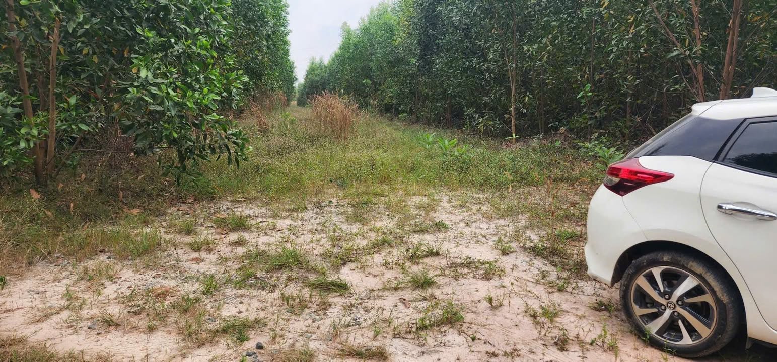 Đất nền xã Long Tân, huyện Nhơn Trạch, 1000m² giá 650 triệu - Cơ hội đầu tư hiếm có!