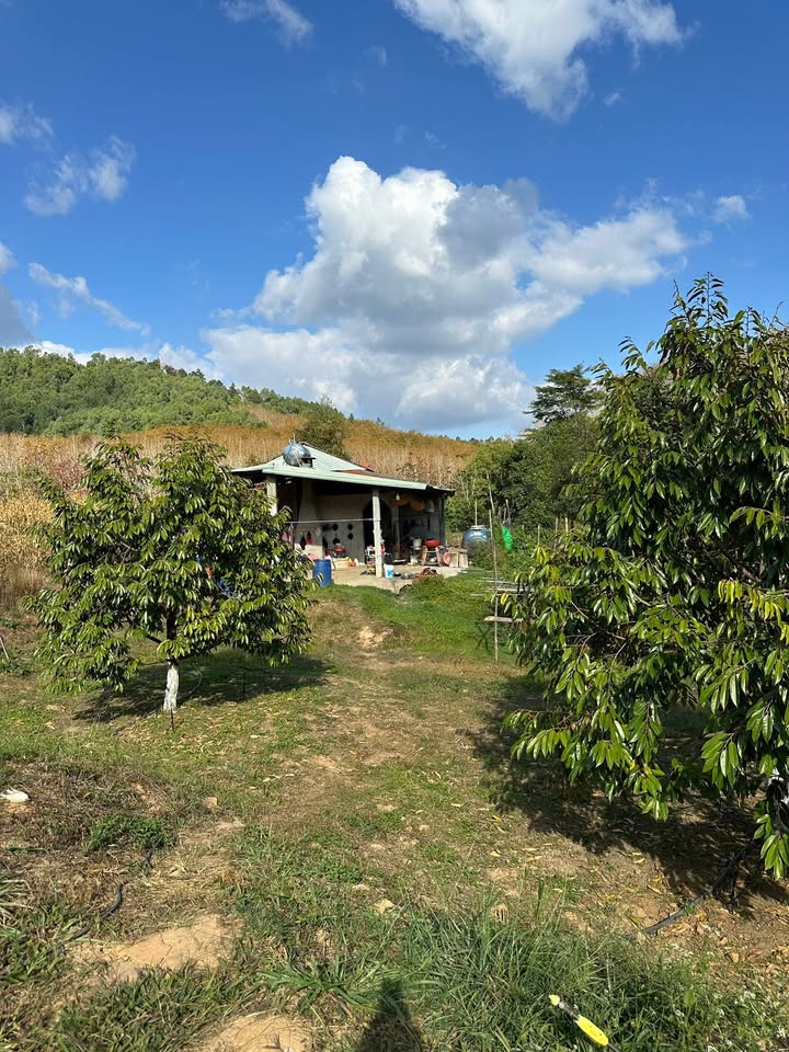 Farm Đắk Tờ Re 4ha giá 2 tỷ - Đầu tư sinh lời hấp dẫn!