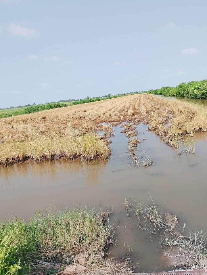 Đất vuông tôm lúa 25 công tại An Minh, Kiên Giang - Giá 3.125 tỷ, đầu tư sinh lời!