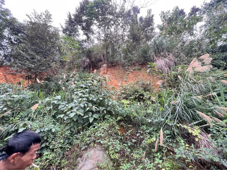 Đất Farm 100ha tại Võ Nhai chỉ 2.6 tỷ - Cơ hội đầu tư hấp dẫn!