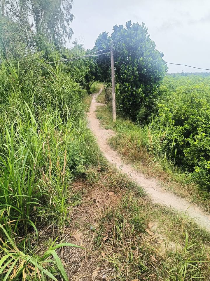 Đất chanh 10 công tại Mỹ Trung, Cái Bè - Hạ giá 380 triệu, chỉ 3.8 tỷ!