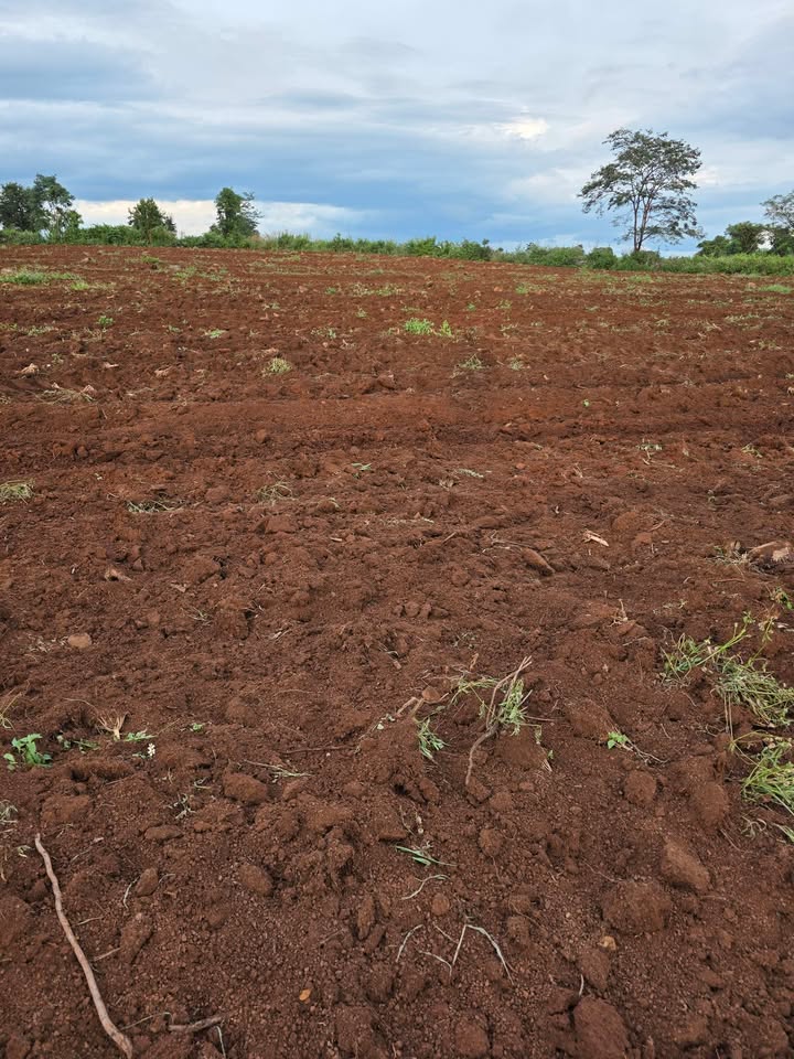 Đất nông nghiệp 9.8ha tại xã H Bông, Chư Sê, Gia Lai - Đầu tư bền vững với giá chỉ 6 tỷ!