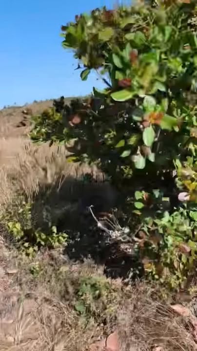 Lô đất Farm 8ha tại xã Ea Lê, Đắk Lắk giá 480 triệu - Cơ hội đầu tư tuyệt vời!