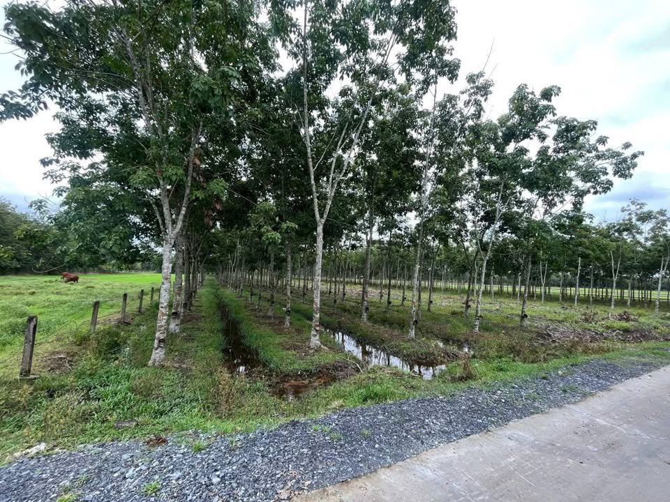 Đất vườn 4000m² An Nhơn Tây Củ Chi giá 6 tỷ - Đầu tư lý tưởng!