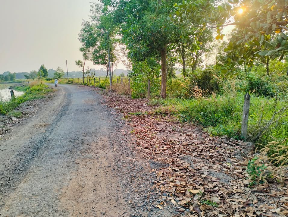 Đất vườn 3100m² Tân Thạnh Tây, Củ Chi giá 10 tỷ - Cơ hội đầu tư hấp dẫn!