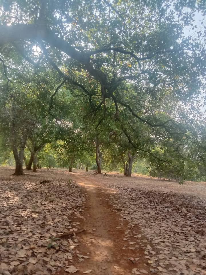 Đất Farm 3.99ha Đồng Phú giá 64 tỷ - Đầu tư sinh lời hấp dẫn!