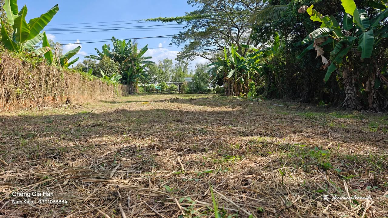 Đất nền 450m² Vàm Bi, Trường Long, Phong Điền - Cách chợ chỉ 300m, giá 1.66 tỷ!