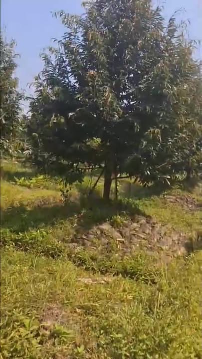 Farm cho thuê 270 gốc cây trồng tại xã Tân Lược, Vĩnh Long - Giá chỉ 1.1 triệu/tháng