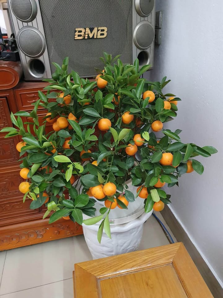 Đất nền Phường Rừng Thông 80m² giá 2.4 tỷ - Sẵn sàng xây dựng ngay!