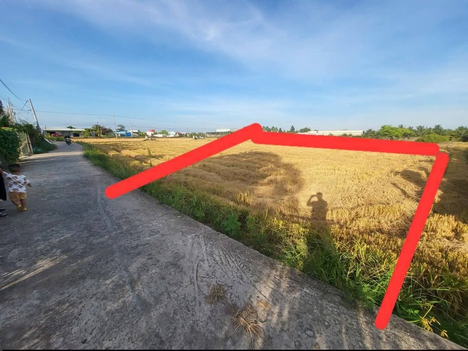 Đất lúa 1036m² tại ấp Bình Đông, Tân Bình - Đầu tư sinh lời chỉ 1.75 tỷ!