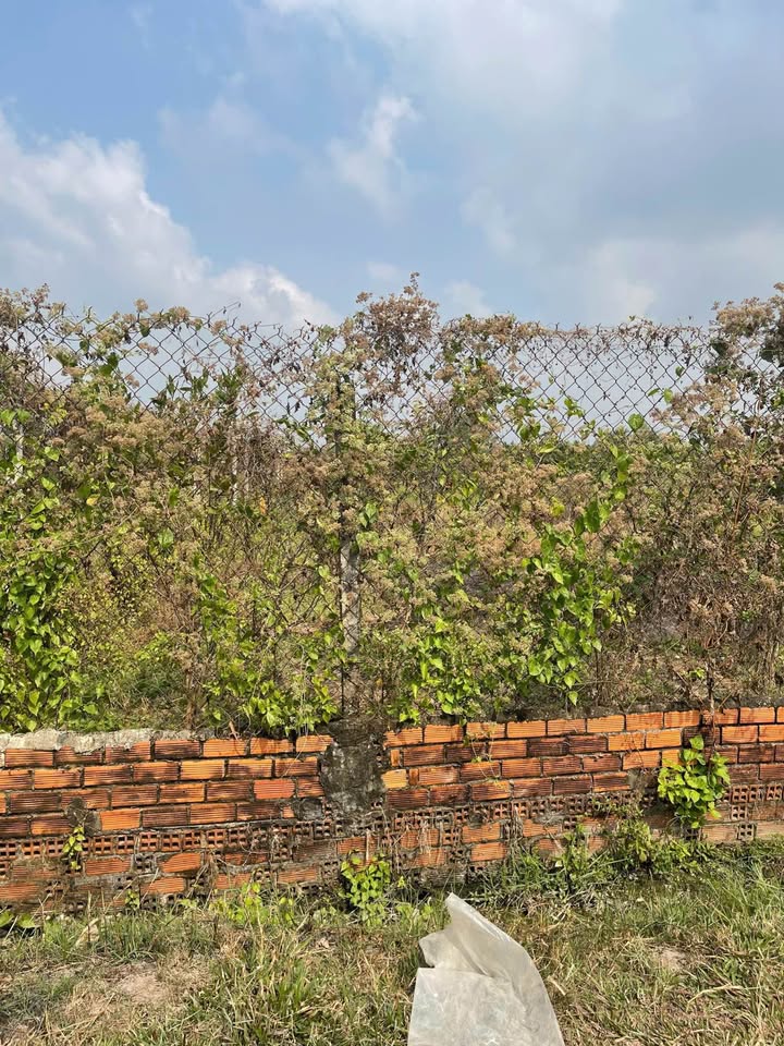 Đất nền mặt tiền đường đất Thanh Phước, Gò Dầu 1032m² giá 9.288 tỷ - Cơ hội đầu tư hấp dẫn!