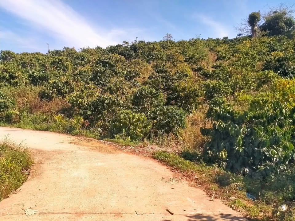 Farm 18.000m² tại Đắk Phơi, Đắk Lắk - Giá chỉ 520 triệu, cơ hội đầu tư lý tưởng!