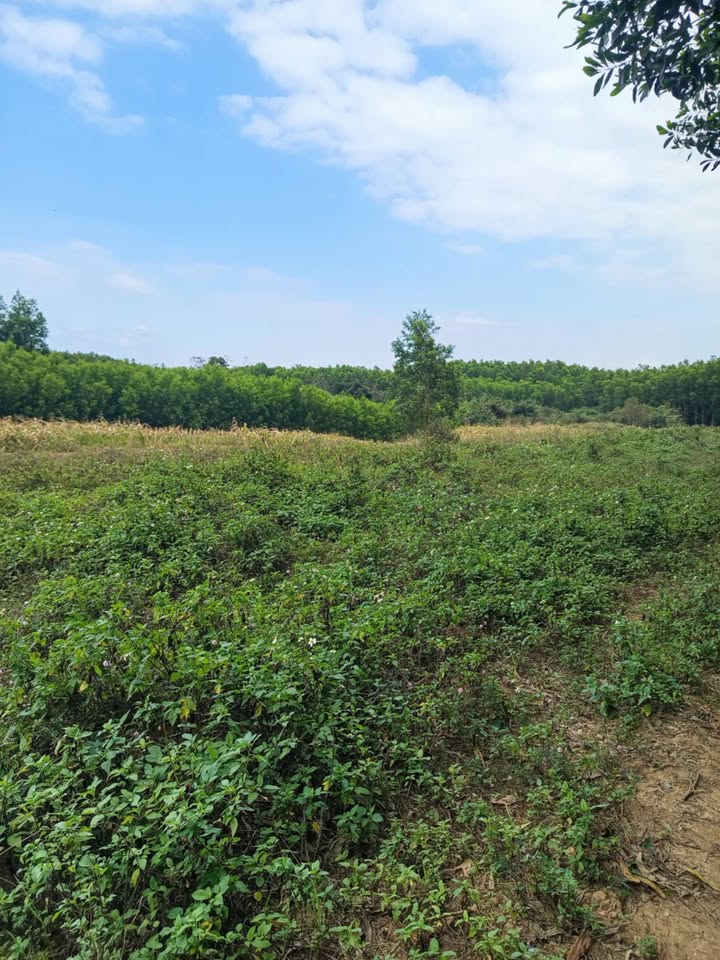 Đất nền 6,7 sào tại Thị trấn Ea Kar chỉ 700 triệu - Sổ đỏ chính chủ!