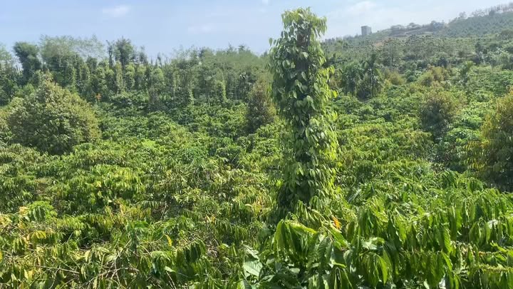 Đất nông nghiệp 2ha tại Nam Nung, Lâm Đồng - Nguồn thu ổn định từ cà phê và tiêu!