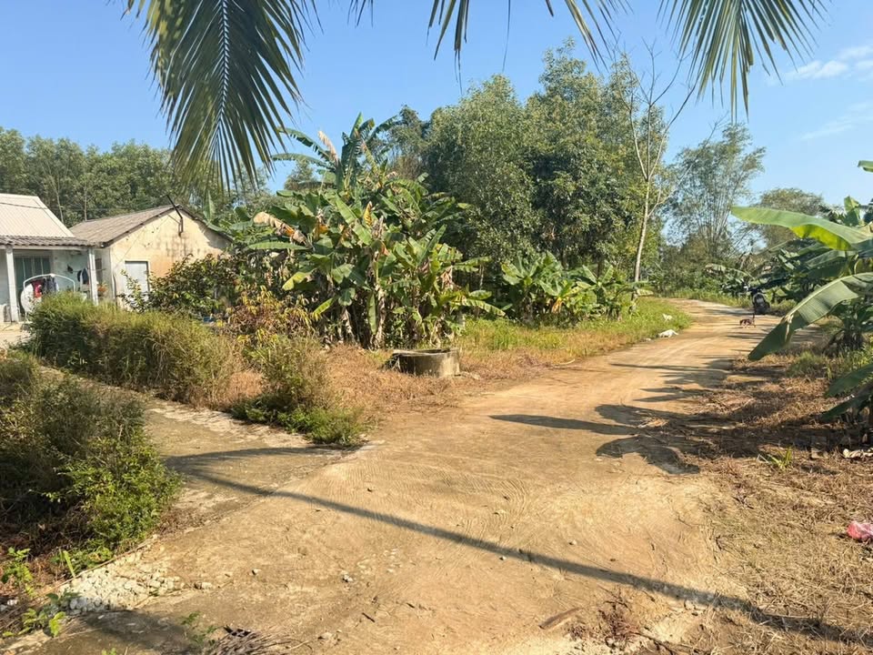 Đất thổ cư 300m² tại TDP Đông Lâm, Phong An chỉ từ 200 triệu - Cơ hội đầu tư lý tưởng!