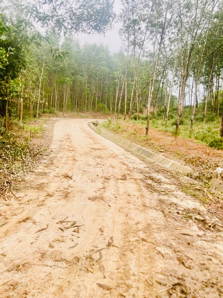 Đất nông nghiệp Xã Hương Toàn 6500m² chỉ 520 triệu - Đầu tư sinh lời ngay!