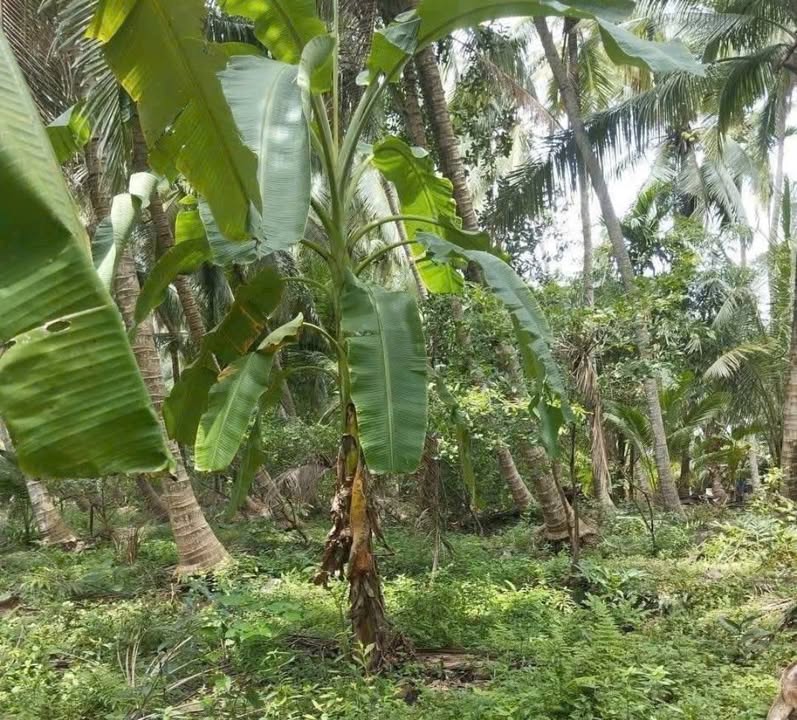 Đất vườn dừa Tân Phú Tây, Vĩnh Long 2000m² - Bán gấp giá 750 triệu!