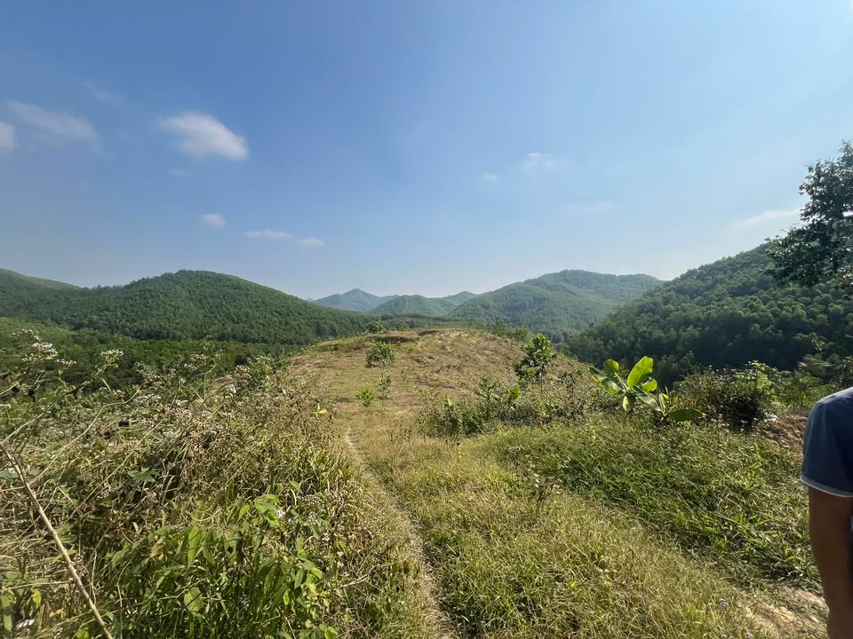 Đất rừng sản xuất 7-50ha tại Phú Hộ, Phú Thọ - Cơ hội đầu tư hấp dẫn!