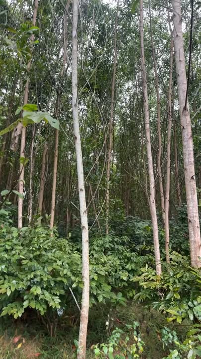 Đất nông nghiệp 8ha tại Thanh Tân, Như Thanh - Giá chỉ 1.44 tỷ