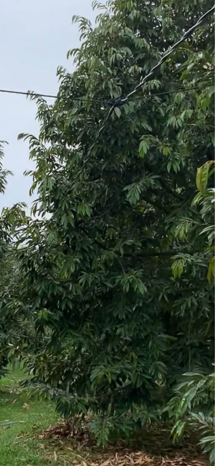 Đất nền 100m² tại Hàng Gòn, Long Khánh - Giá chỉ 850 triệu, hỗ trợ vay ngân hàng!