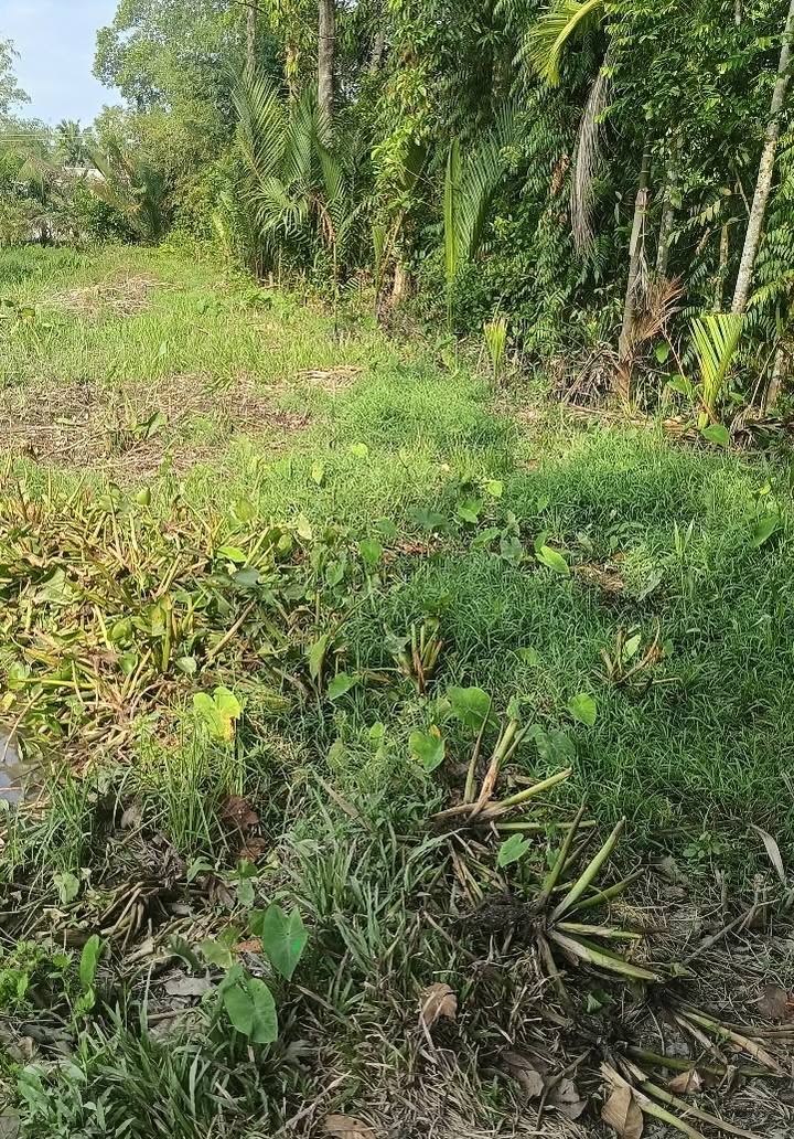 Đất nền thổ cư 250m² tại Ô Môn - Giá chỉ 560 triệu, đầu tư sinh lời!