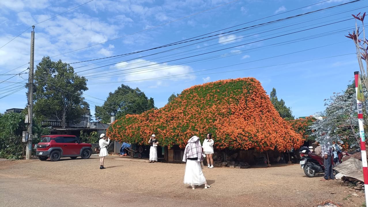Đất nền 1100m² tại Huyện Bảo Lâm - Giá tốt, tiềm năng phát triển!