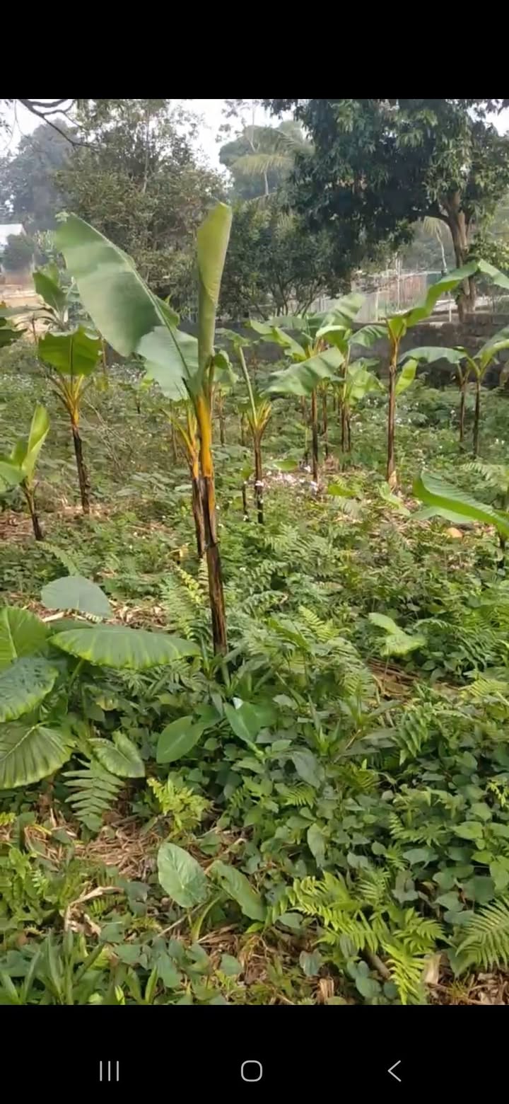 Trang trại mini 1400m² tại Gia Phú, Bảo Thắng chỉ 900 triệu - Đầu tư sinh lời ngay!