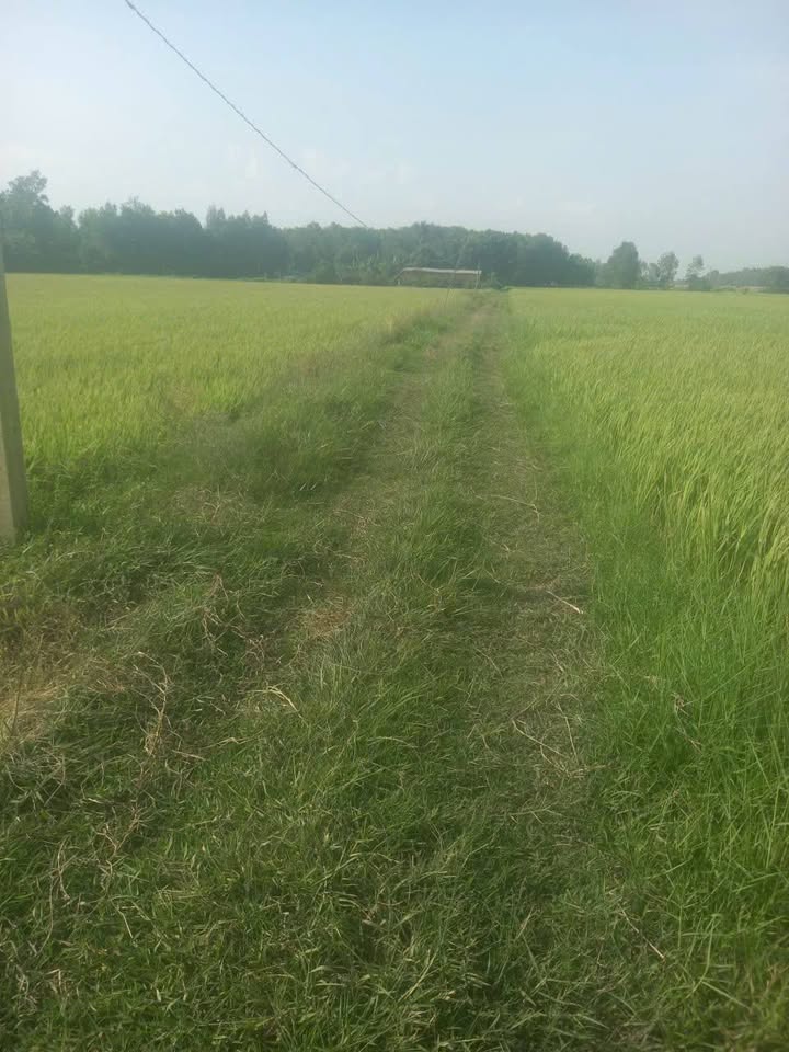 Đất lúa Xã Hiệp Hòa 2553m² giá 1.55 tỷ - Cách đường Hồ Chí Minh chỉ 500m!