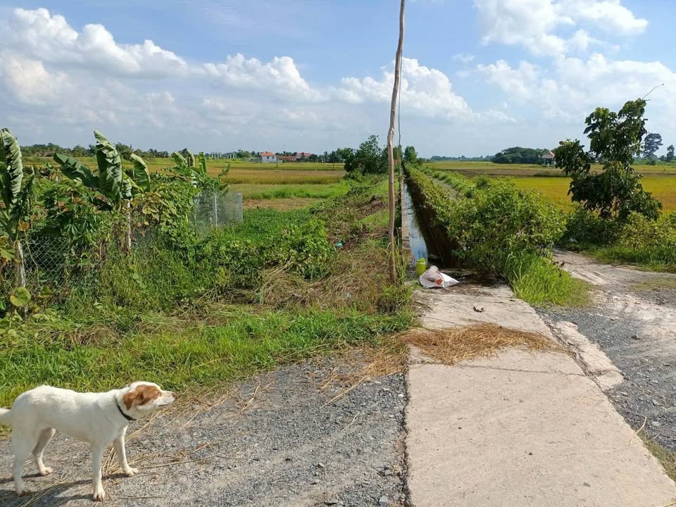 Đất lúa Hậu Nghĩa, Đức Hòa, 428m² giá 450 triệu - Đầu tư sinh lời tuyệt vời!