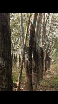 Đất thổ cư Ấp Đôi, Đồng Tâm, Đồng Phú 70.000m² giá 7 tỷ - Cơ hội đầu tư hấp dẫn!