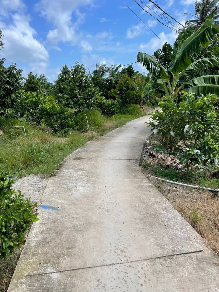 Đất nông nghiệp 1000m² tại Hiệp Đức, Châu Thành, Đồng Tháp - Cần bán gấp chỉ 870 triệu