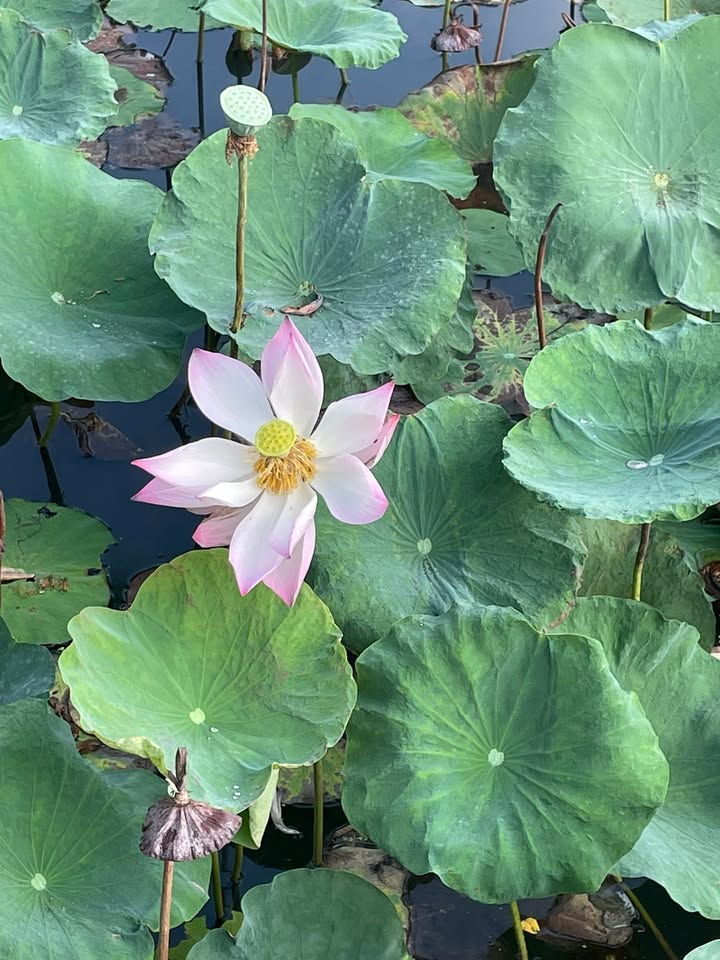 Đất thổ cư 185m² Xã Bình Nghị, Huyện Gò Công Đông giá 200 triệu - Đầu tư sinh lời ngay!