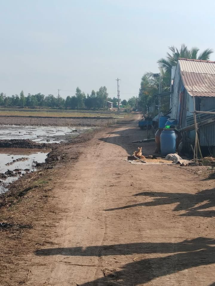 Đất nông nghiệp 54 công tại xã Mỹ Hòa, Tháp Mười - Giá chỉ 9.18 tỷ