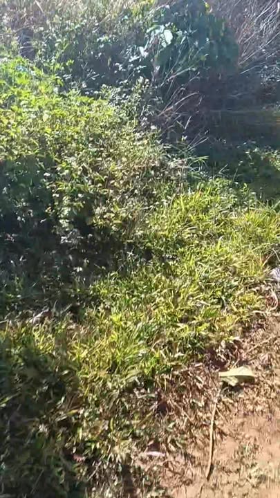 Đất nền Phường Lộc Phát 19800m² giá 4.4 tỷ - Sổ hồng chính chủ, thương lượng thoải mái!