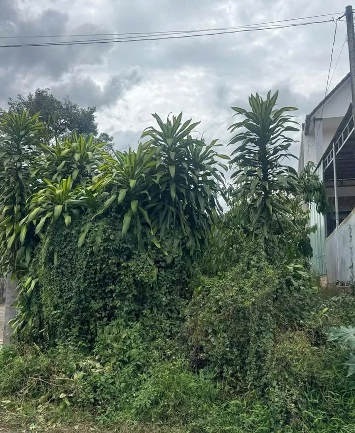 Đất mặt nhựa Lộc Nga Bảo Lộc 342m² giá 1.9 tỷ - Đầu tư sinh lời hấp dẫn!