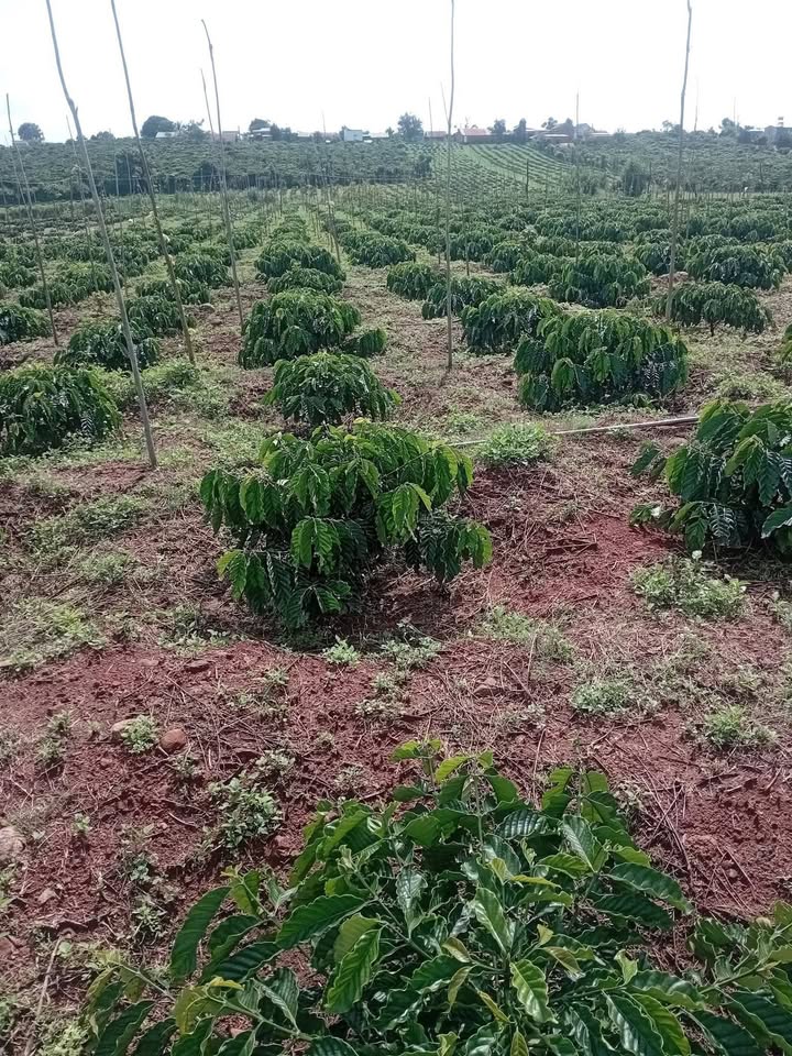 Đất nền Xã Tân Lập, Huyện Đan Phượng 24.120m² giá 2.762 tỷ - Cơ hội đầu tư tuyệt vời!