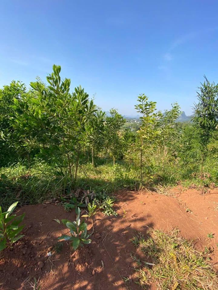 Đất nông nghiệp 2ha tại Xã Cao Phong, Huyện Sông Lô - Giá tốt, view đẹp!