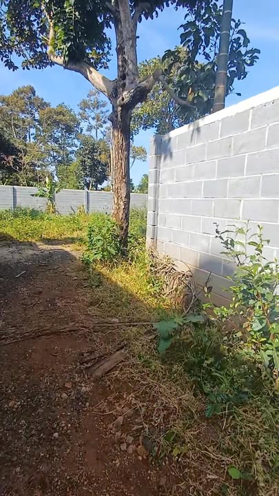 Đất nền đường D6, Phường Tân An, 556m² giá 3.9 tỷ - Phù hợp xây dựng xưởng hoặc nhà vườn!