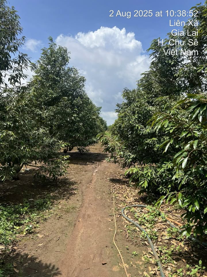 Farm sầu riêng 2ha tại Đăk Đoa - Đầu tư sinh lời ngay hôm nay!