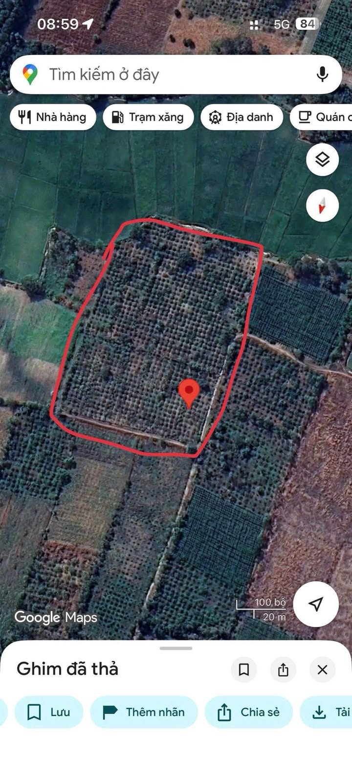 Farm cà phê 10000m² tại Ia Nhin, Chư Păh - Chính chủ sổ hồng sẵn!