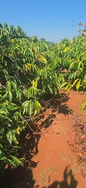 Rẫy Đăk Sơ Mei 3240m² giá thỏa thuận - Đầu tư sinh lời ngay!